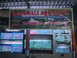 Ikan Hias Rajawali Aquarium