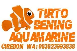 Tirto Bening Aquamarine (Ikan Hias Air Laut) 