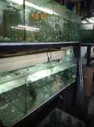 Toko Maya Gita Aquarium