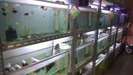 Kios Aquarium & Ikan Hias Pa Aceng