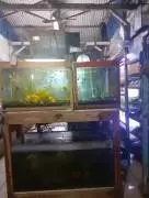 Indra Jaya Aquarium