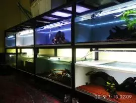 Galeri Ikan Gabus MAGETAN fish Farm