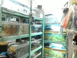 Mitra Aquarium Mojosari
