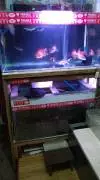 HaFish Galery Ikan Hias Malang